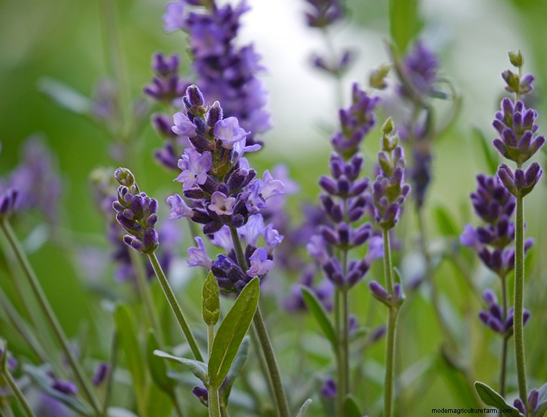 La guía definitiva para cultivar lavanda:cuidado y cultivo 