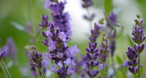 La guía definitiva para cultivar lavanda:cuidado y cultivo 