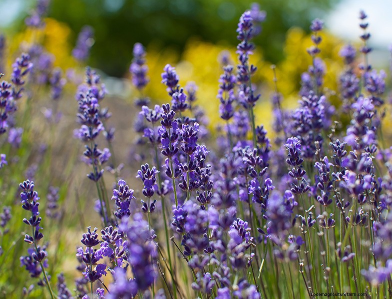 La guía definitiva para cultivar lavanda:cuidado y cultivo 