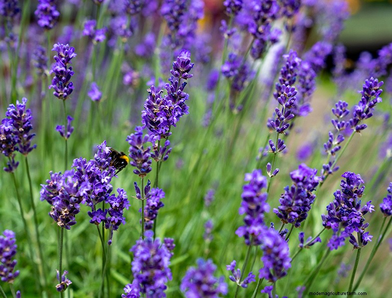 La guía definitiva para cultivar lavanda:cuidado y cultivo 
