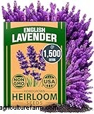 La guía definitiva para cultivar lavanda:cuidado y cultivo 