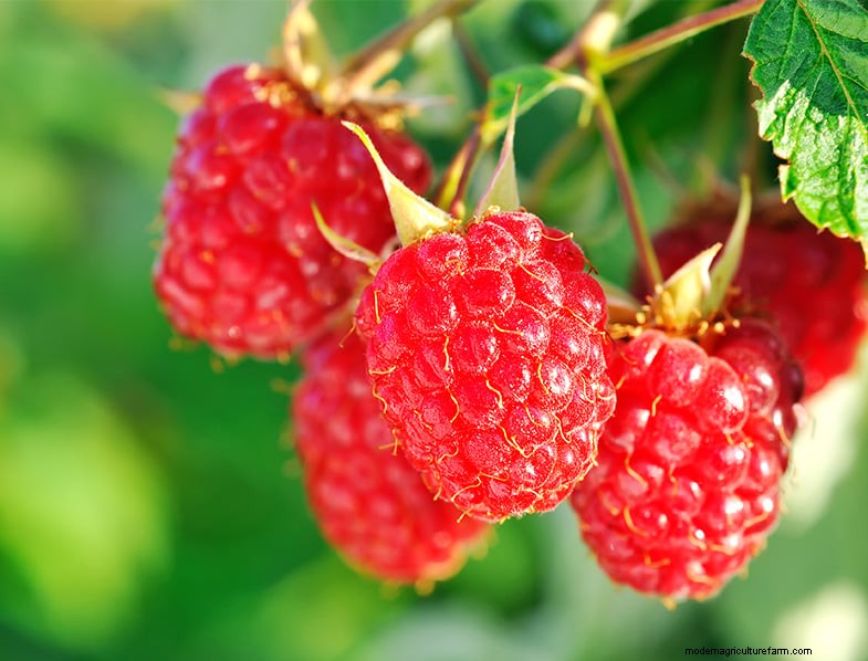食用多年草:食料生産景観の設計、植え付け、収穫 