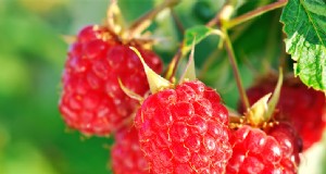 Piante perenni commestibili:progettazione, pianta e raccolto per un paesaggio di produzione alimentare 
