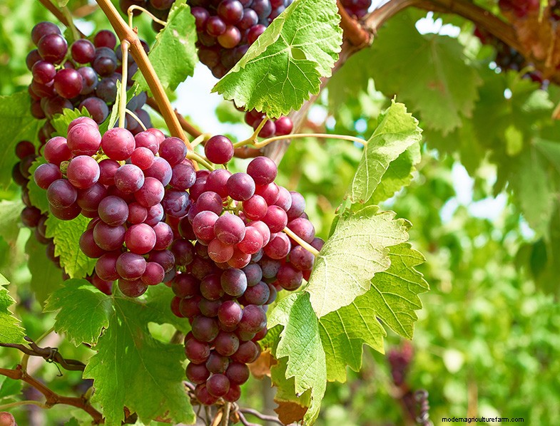 食用多年草:食料生産景観の設計、植え付け、収穫 