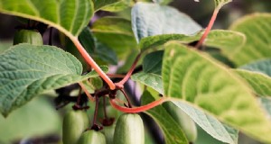 Guida alla coltivazione del kiwi resistente:semina, cura e raccolta 