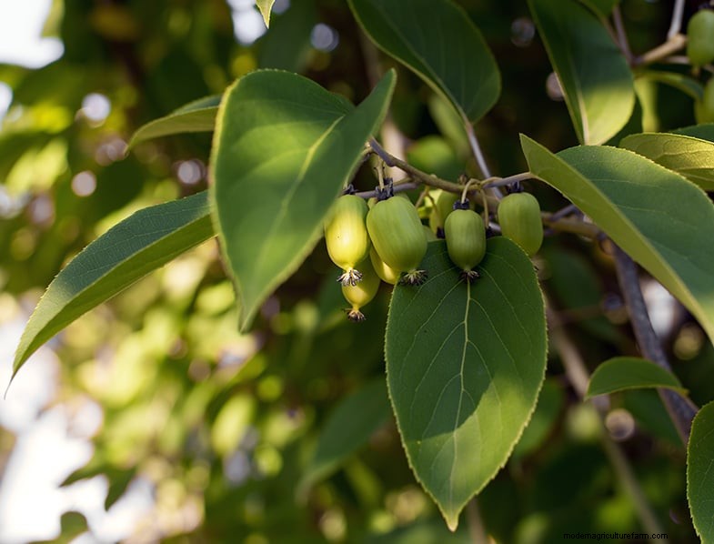 丈夫なキウイの成長ガイド:植え付け、手入れ、収穫 