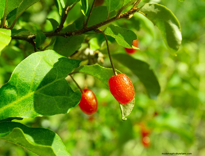 Ungewöhnliche Beeren für den Hausgarten:Ein vollständiger Leitfaden 