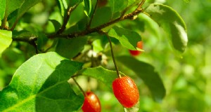 Ungewöhnliche Beeren für den Hausgarten:Ein vollständiger Leitfaden 