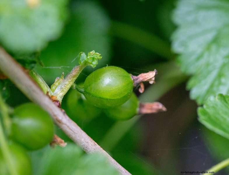 Ungewöhnliche Beeren für den Hausgarten:Ein vollständiger Leitfaden 