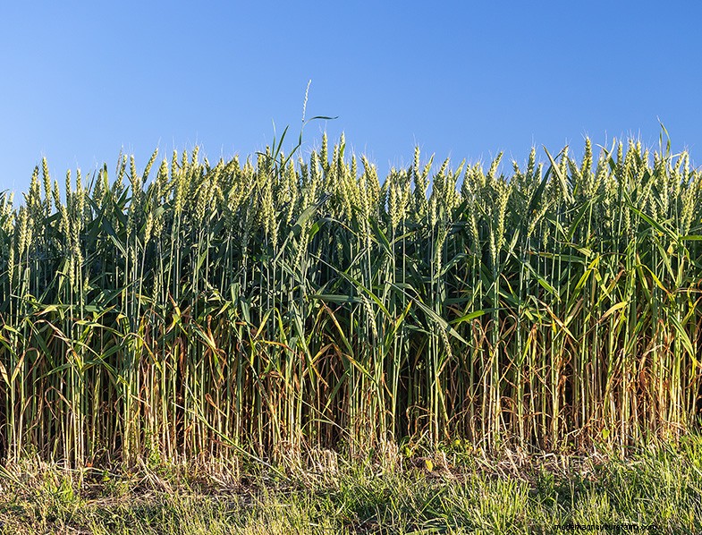 Guida completa alla coltivazione del grano:varietà, semina e raccolta 