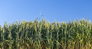 Guía completa para el cultivo de trigo:variedades, plantación y cosecha 