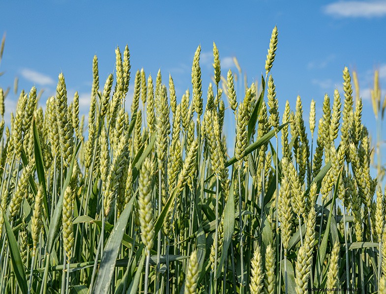 Guida completa alla coltivazione del grano:varietà, semina e raccolta 