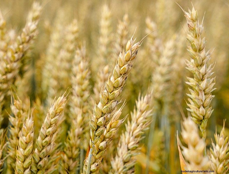 Guida completa alla coltivazione del grano:varietà, semina e raccolta 