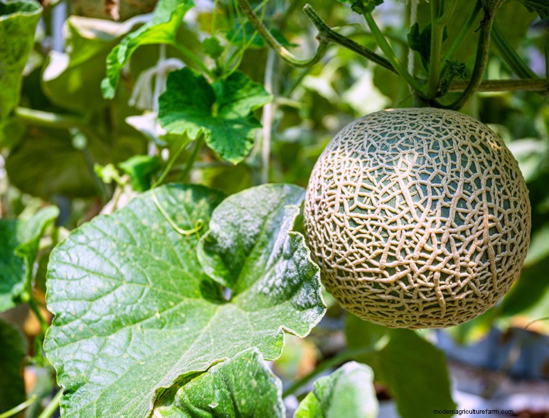 Cantaloupe Growing Guide:tips, verzorging en oogsten 
