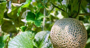 Guia de cultivo de melão:dicas, cuidados e colheita 