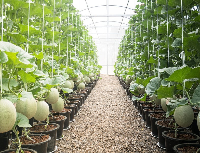 Cantaloupe Growing Guide:tips, verzorging en oogsten 