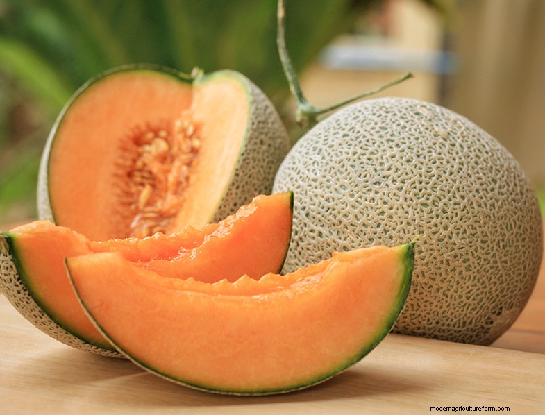 Cantaloupe Growing Guide:tips, verzorging en oogsten 