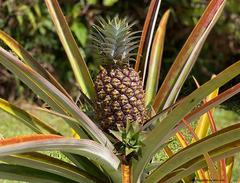 Perawatan Tanaman Nanas:Panduan Komprehensif untuk Pertumbuhan Dalam Ruangan yang Berkembang 