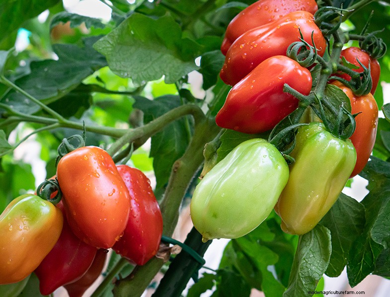San Marzano-tomaten:groeien, verzorgen en culinair gebruik 