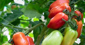 San Marzano-tomaten:groeien, verzorgen en culinair gebruik 