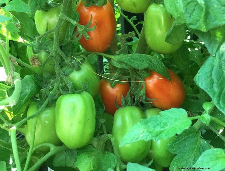 San Marzano-tomaten:groeien, verzorgen en culinair gebruik 