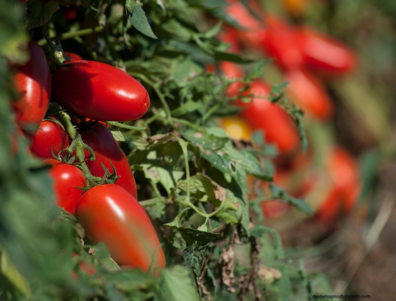 San Marzano-tomaten:groeien, verzorgen en culinair gebruik 
