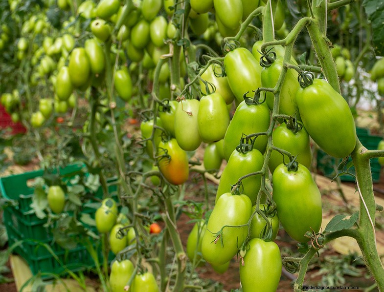 San Marzano-tomaten:groeien, verzorgen en culinair gebruik 