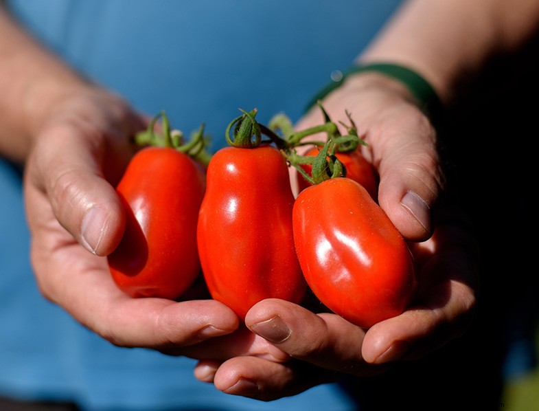 San Marzano-tomaten:groeien, verzorgen en culinair gebruik 