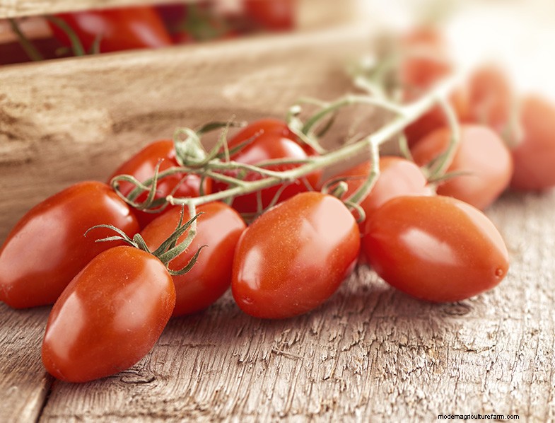 San Marzano-tomaten:groeien, verzorgen en culinair gebruik 