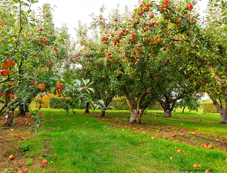 Appelboom kweken en verzorgen:een complete gids voor beginners 