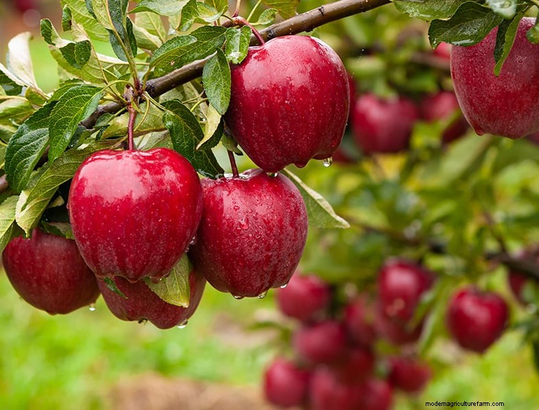 Appelboom kweken en verzorgen:een complete gids voor beginners 