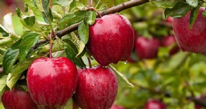 Appelboom kweken en verzorgen:een complete gids voor beginners 