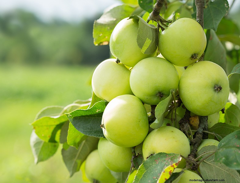 Appelboom kweken en verzorgen:een complete gids voor beginners 