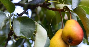 Perenboom kweken en verzorgen:een complete gids voor vruchtbare oogsten 