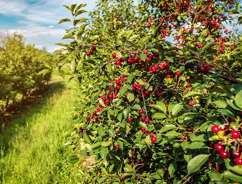 Kersenboom kweken en verzorgen:een complete gids voor beginners 