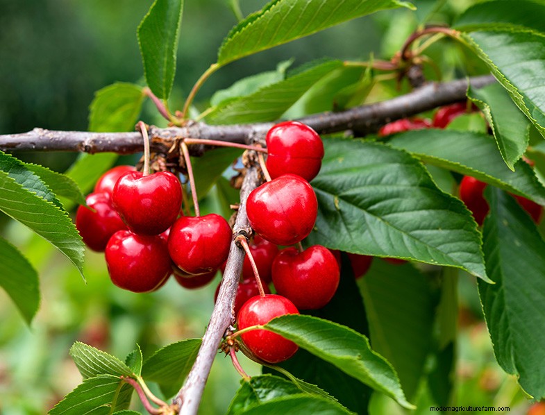 Kersenboom kweken en verzorgen:een complete gids voor beginners 