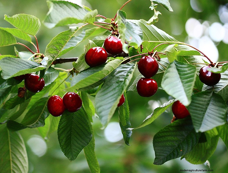Kersenboom kweken en verzorgen:een complete gids voor beginners 