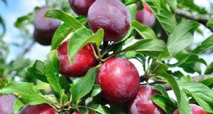 Pruimenboom kweken en verzorgen:een complete gids voor beginners 
