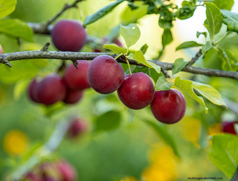 Pruimenboom kweken en verzorgen:een complete gids voor beginners 