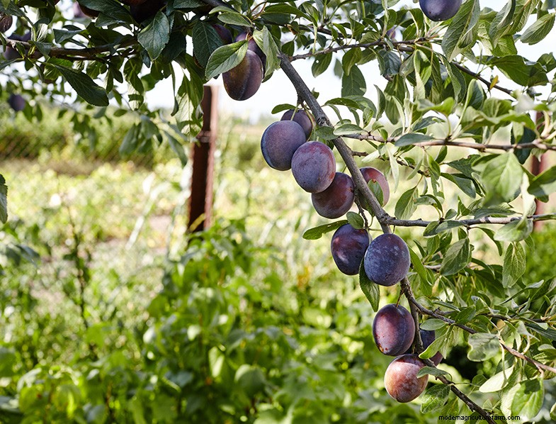 Pruimenboom kweken en verzorgen:een complete gids voor beginners 