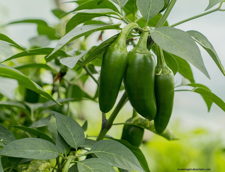 Panduan Menanam Jalapeno:Dari Benih hingga Panen | [Merek/Nama Situs Web Anda] 