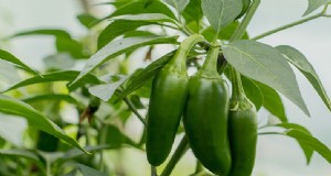 Panduan Menanam Jalapeno:Dari Benih hingga Panen | [Merek/Nama Situs Web Anda] 