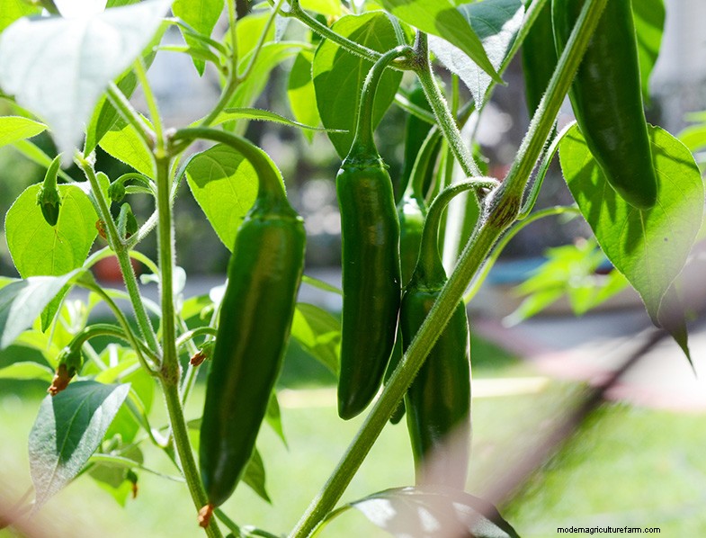 Panduan Menanam Jalapeno:Dari Benih hingga Panen | [Merek/Nama Situs Web Anda] 
