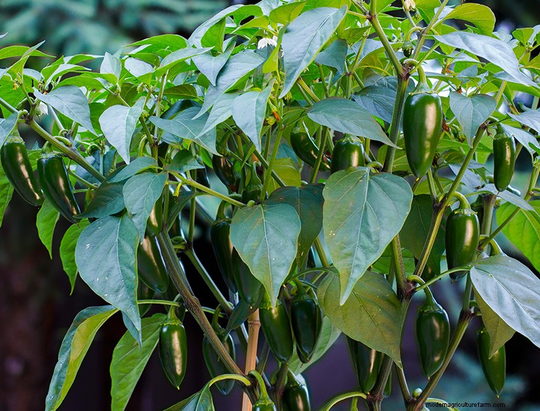Panduan Menanam Jalapeno:Dari Benih hingga Panen | [Merek/Nama Situs Web Anda] 