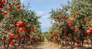 Guida all albero di melograno:piantare, coltivare e curare - Consigli degli esperti 