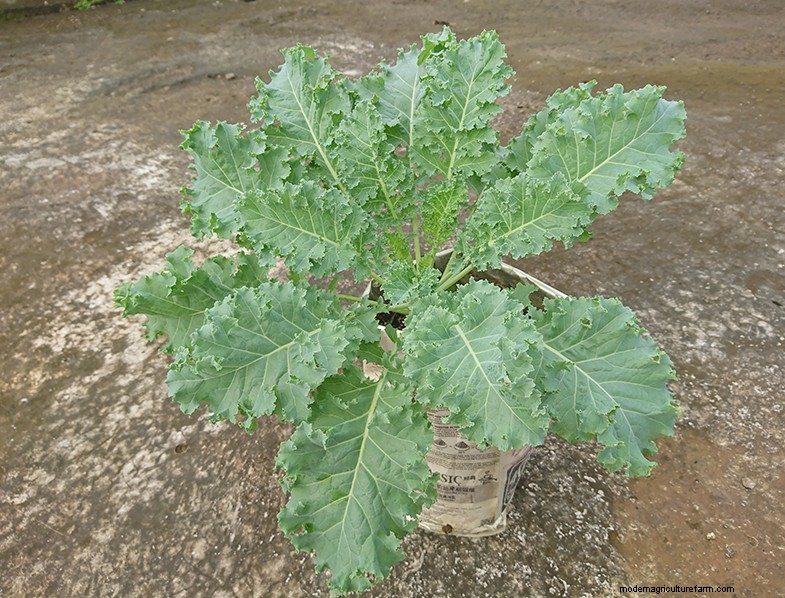 Boerenkoolteeltgids:cultiveren en verzorgen van Brassica Oleracea 