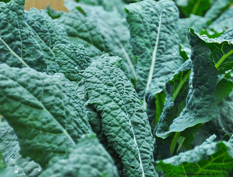 Boerenkoolteeltgids:cultiveren en verzorgen van Brassica Oleracea 
