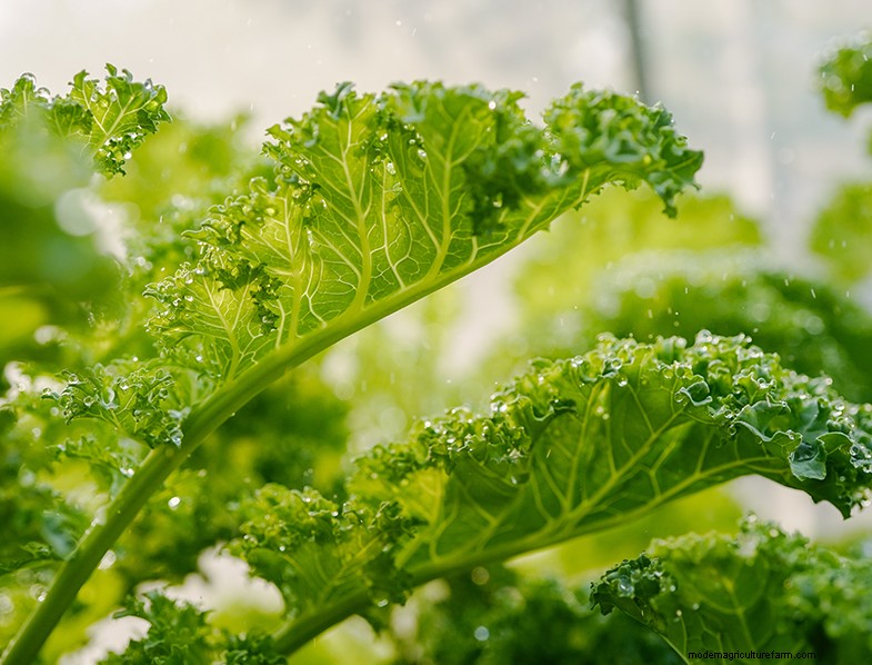 Boerenkoolteeltgids:cultiveren en verzorgen van Brassica Oleracea 