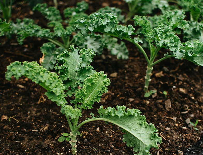 Boerenkoolteeltgids:cultiveren en verzorgen van Brassica Oleracea 