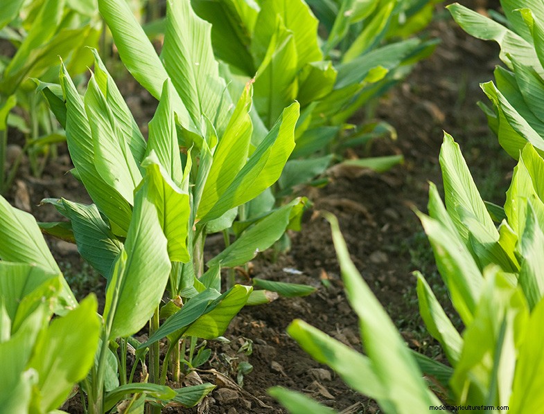 Grow Kurkuma:een uitgebreide gids voor thuistuinders 